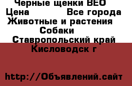 Черные щенки ВЕО › Цена ­ 5 000 - Все города Животные и растения » Собаки   . Ставропольский край,Кисловодск г.